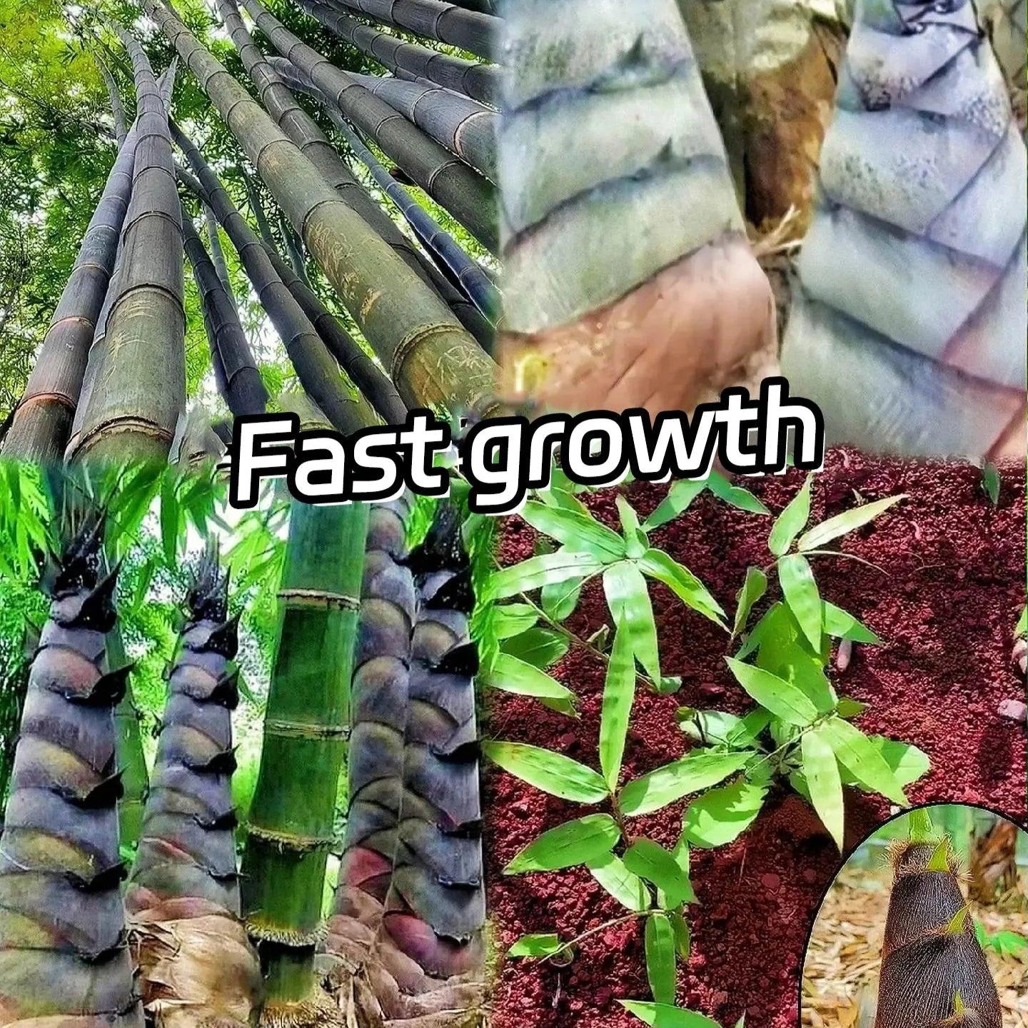 🎋 Rare Species Giant Bamboo Seeds