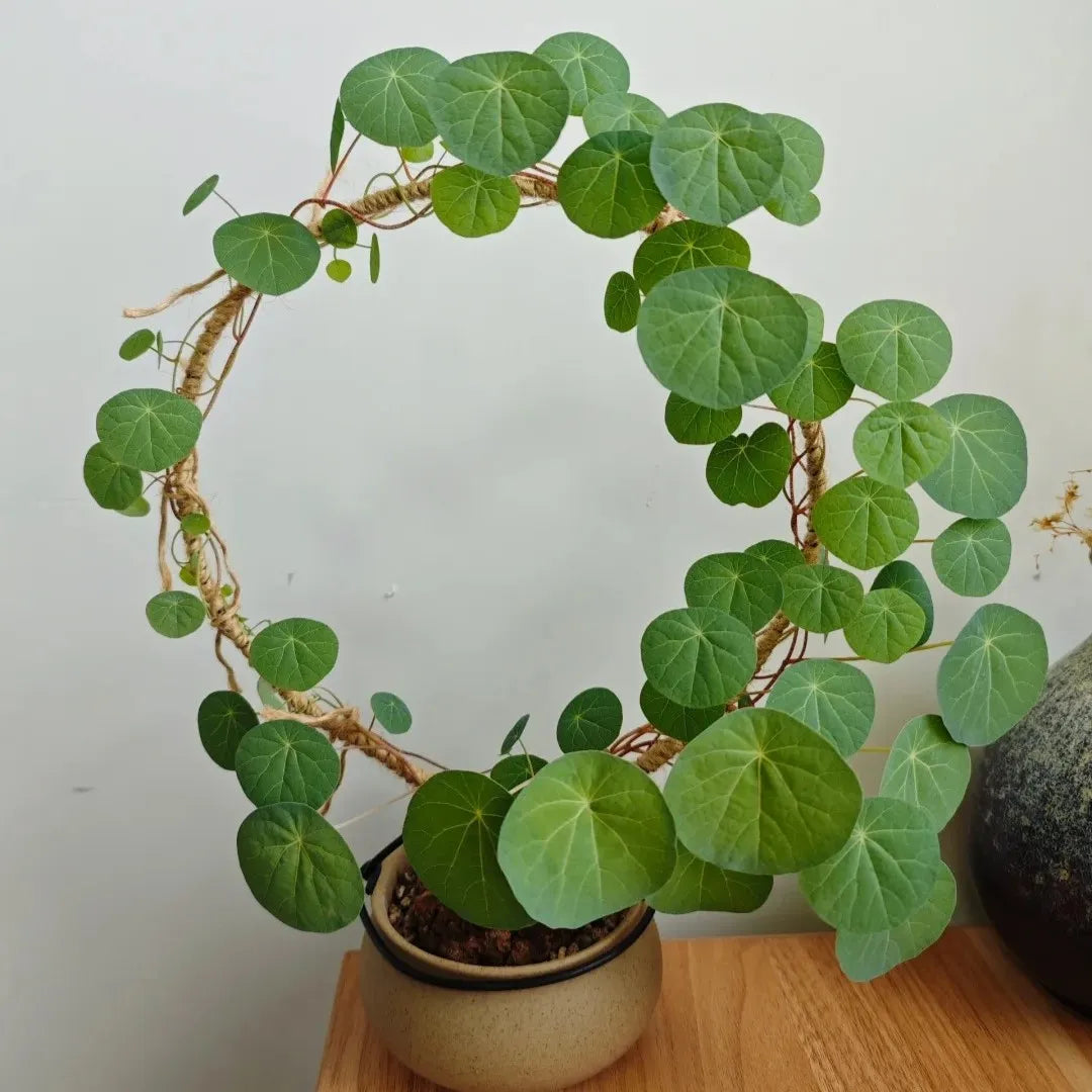 Stephania Erecta: The strongest houseplant for lazy people (Buy 1 Get 1 Free)