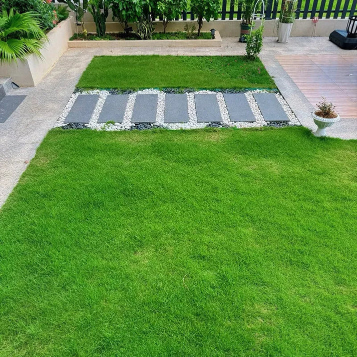 Four Seasons Evergreen Dwarf Grass Seeds (Buy 1 Get 1 Free) + Free Fertilizer Inside