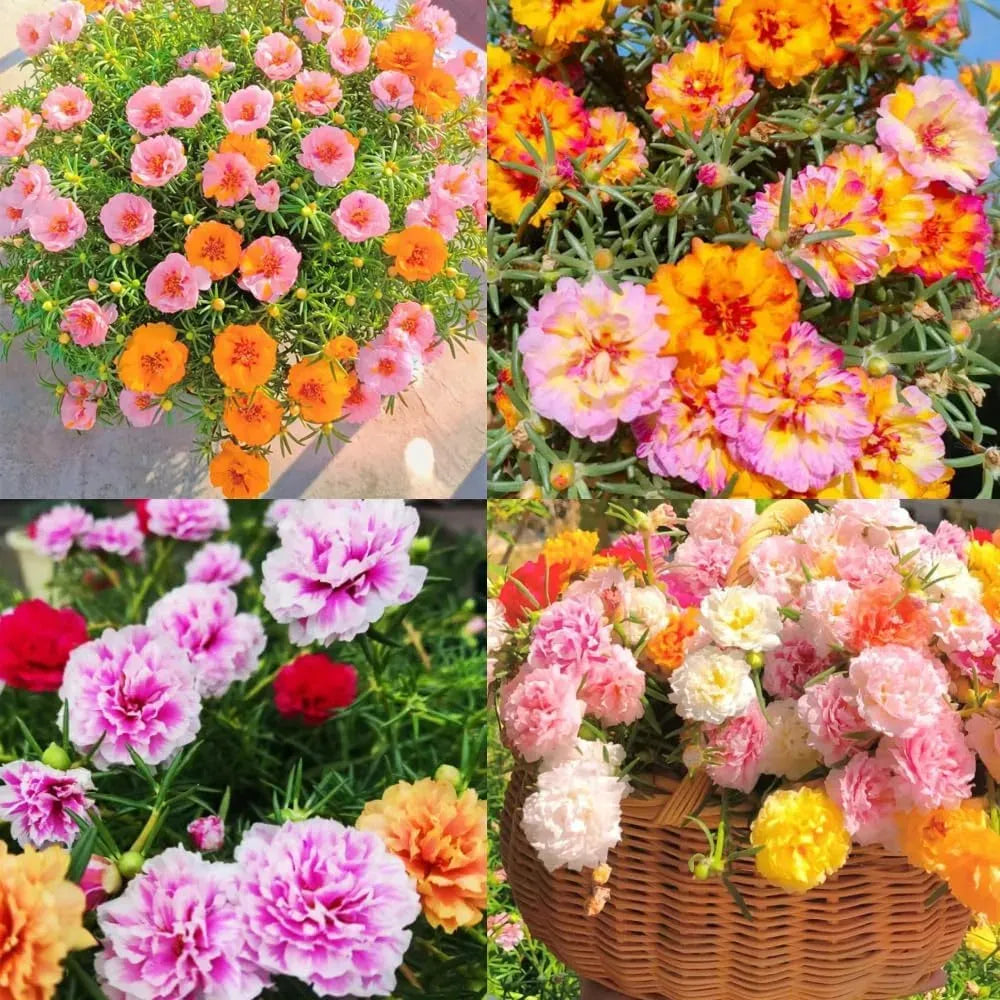 Double Moss Rose Seeds + 100 Grams Organic Potmix Free