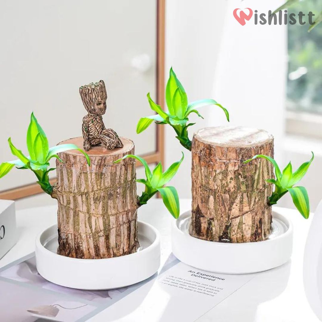 Lucky Brazil Wood Potted Plant