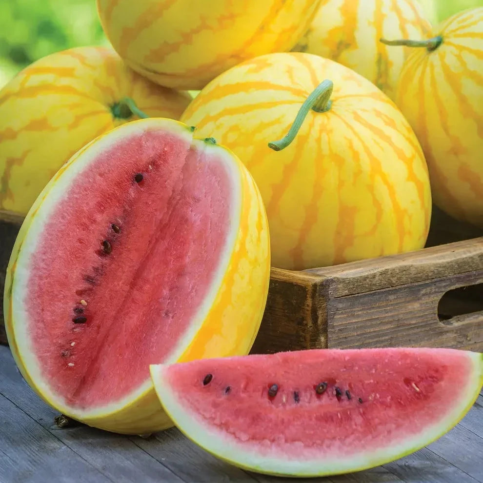 Golden Midget Watermelon Seed