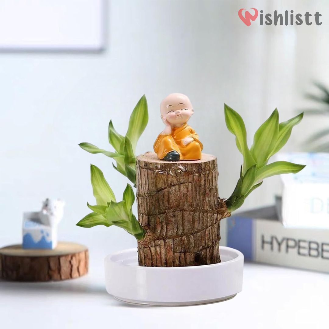 Lucky Brazil Wood Potted Plant