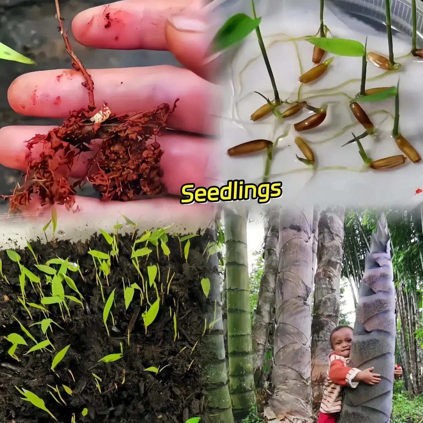 🎋 Rare Species Giant Bamboo Seeds
