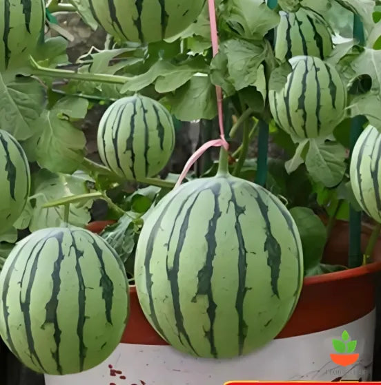 Potted Watermelon Seeds 🍉