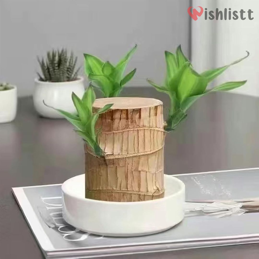 Lucky Brazil Wood Potted Plant