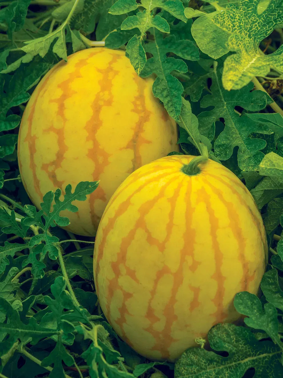 Golden Midget Watermelon Seed