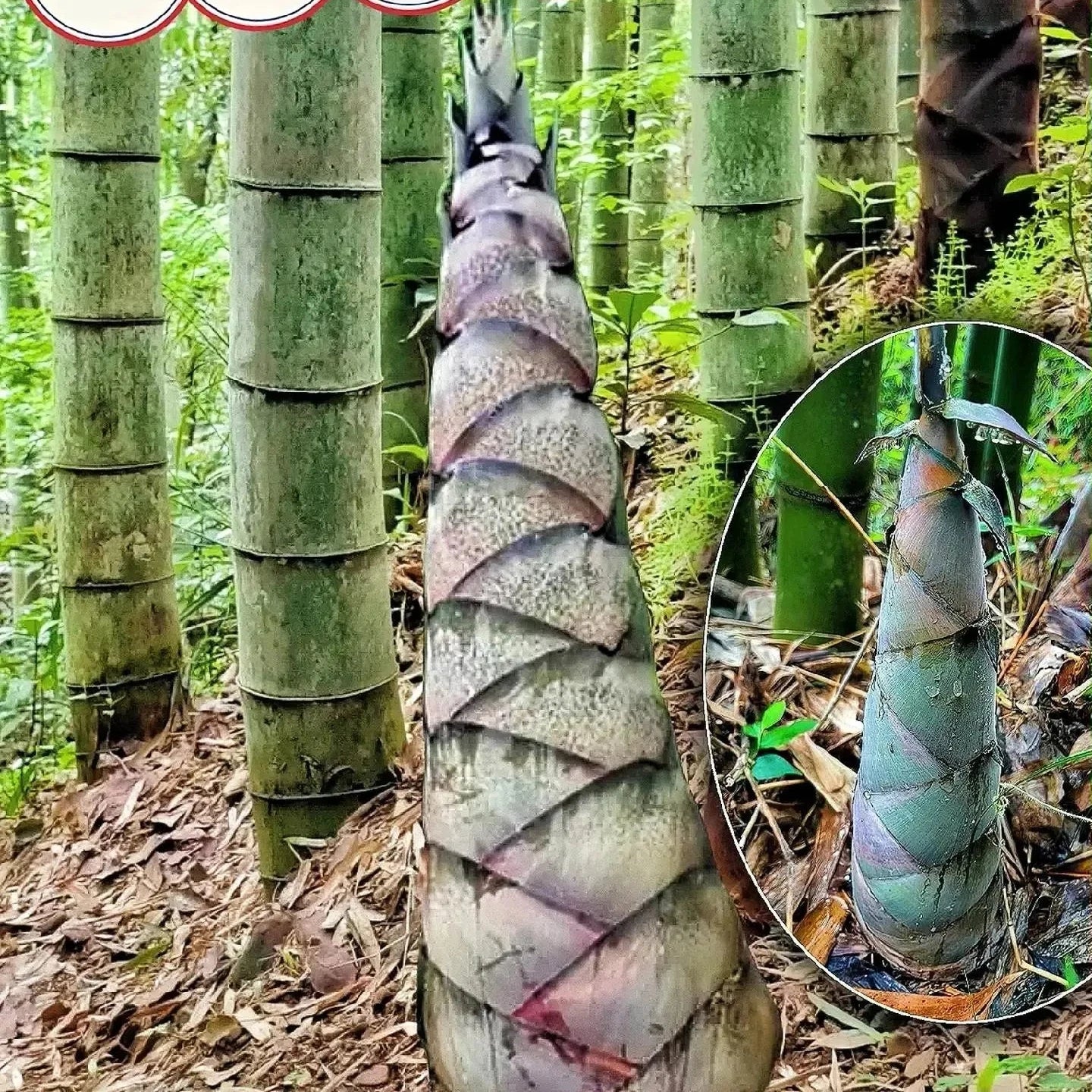 🎋 Rare Species Giant Bamboo Seeds