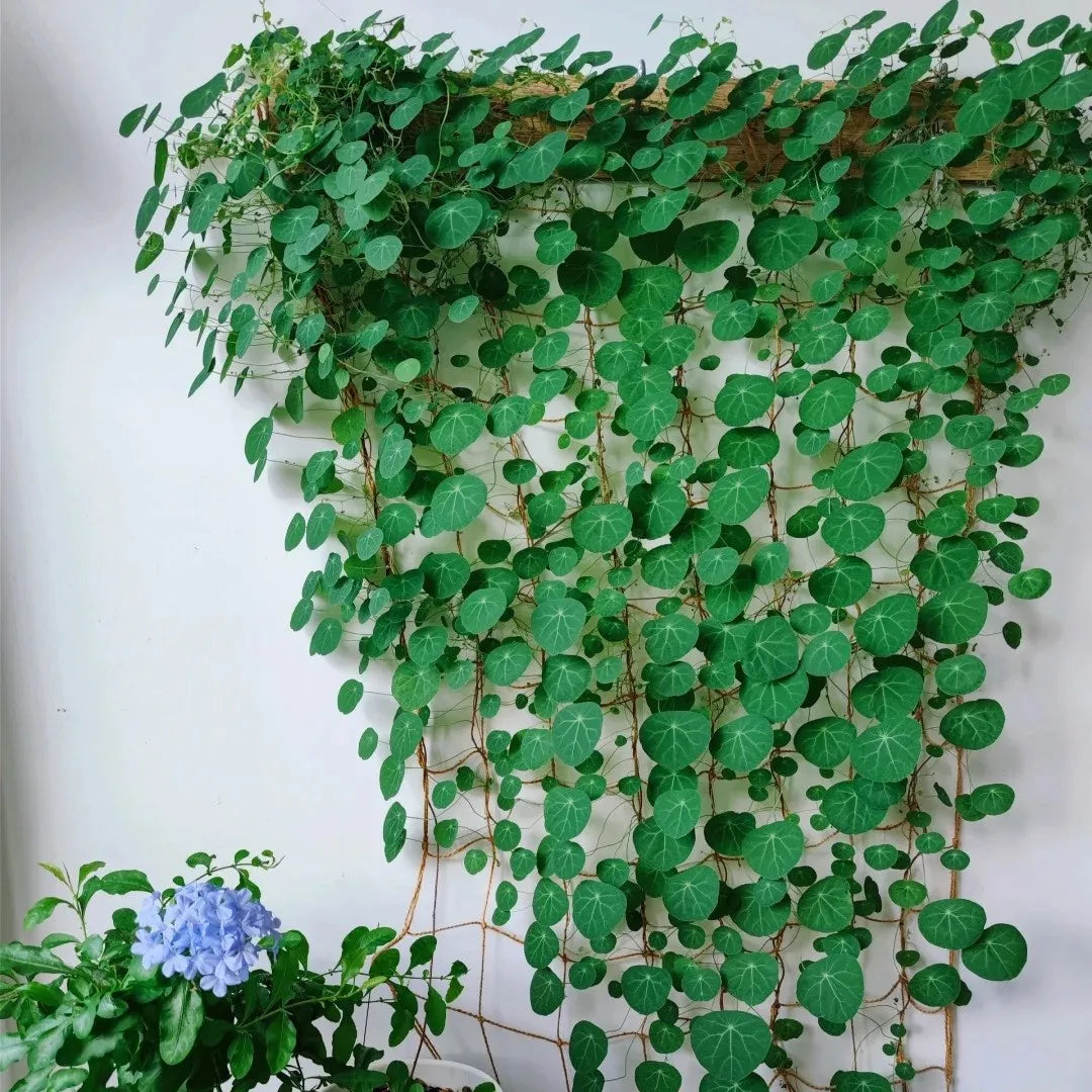 Stephania Erecta: The strongest houseplant for lazy people (Buy 1 Get 1 Free)