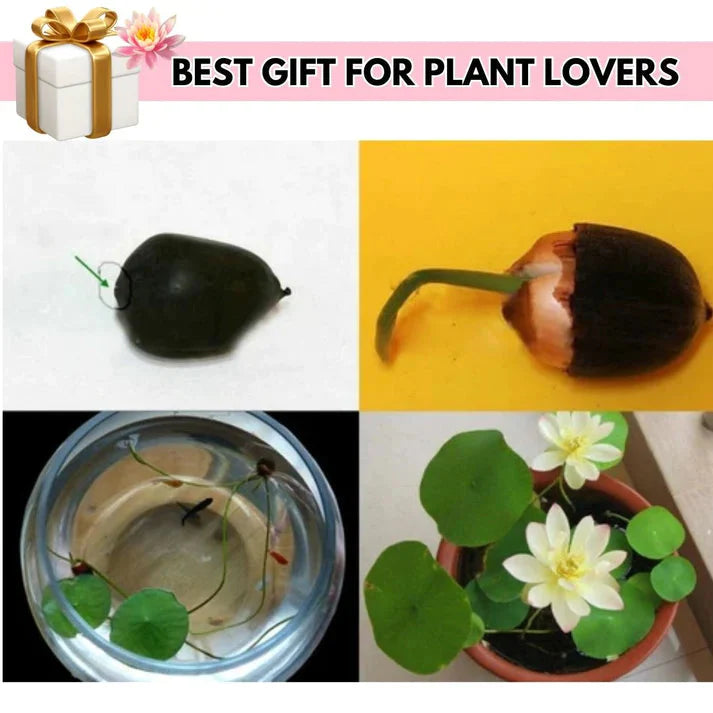 Premium Lotus Flower Seeds