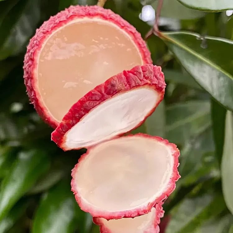Seedless Lychee Seeds