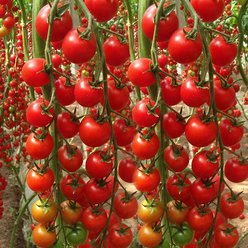 Waterfalls Cherry Tomato