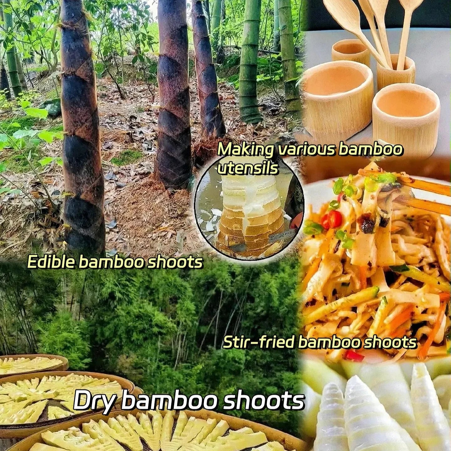 🎋 Rare Species Giant Bamboo Seeds