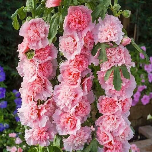 Double Hollyhock Seeds