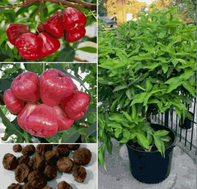 Wax-Apple Fruit Seeds