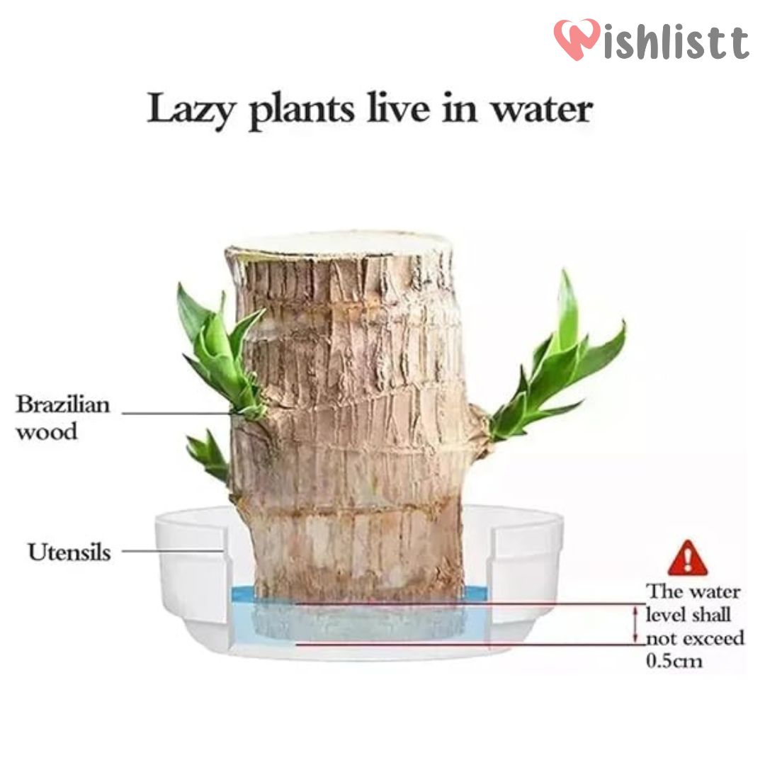 Lucky Brazil Wood Potted Plant