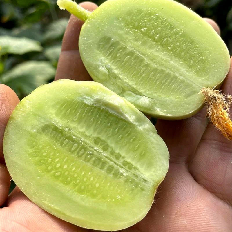 Thumb Cucumber - Jade Lady Cucumber Seeds + Plant Growth Supplement Free