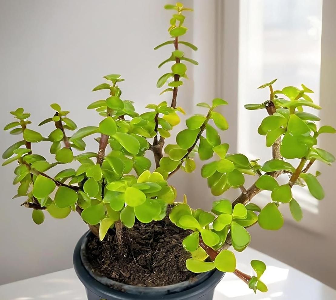 Lucky Jade Feng Shui Plant With Plastic Pot