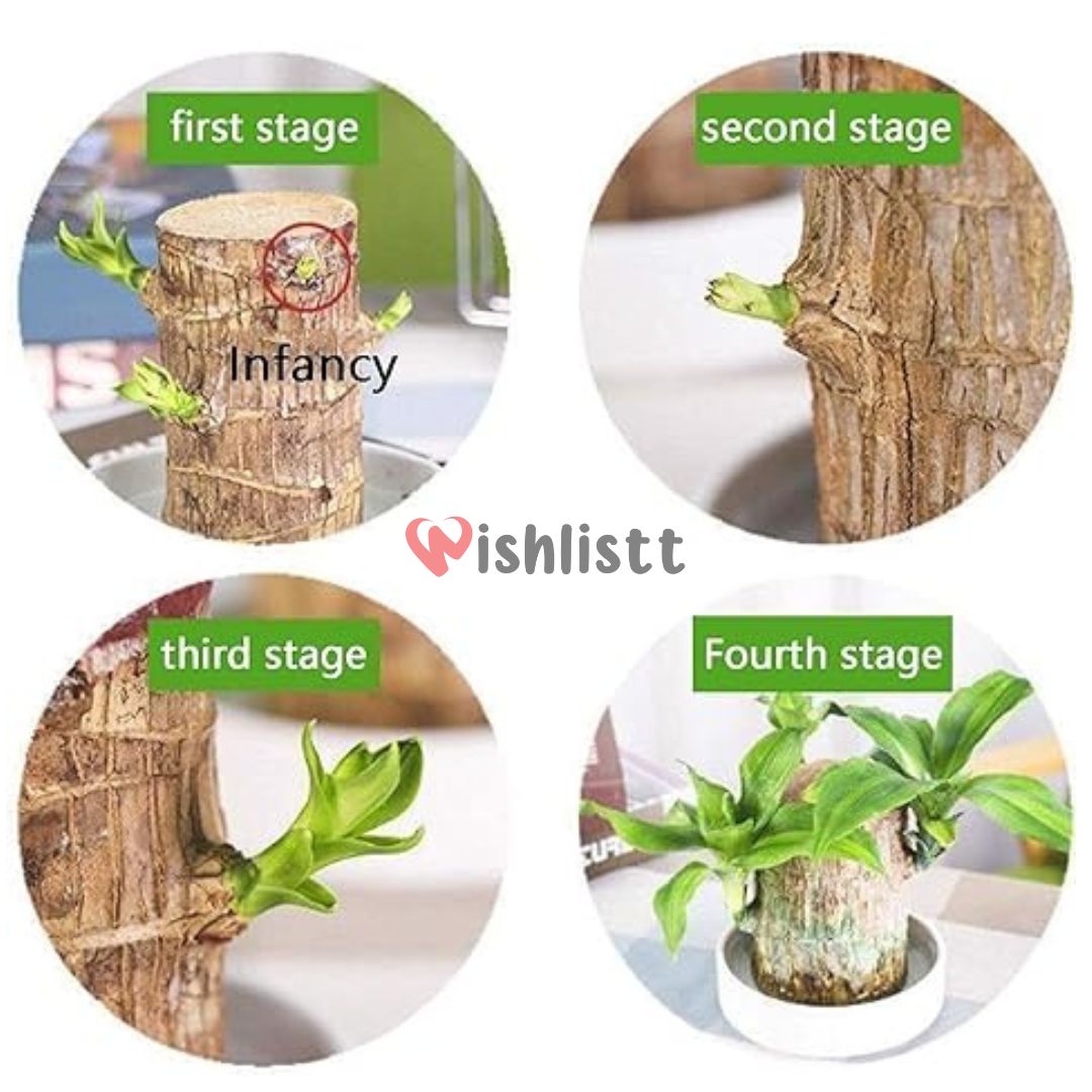 Lucky Brazil Wood Potted Plant