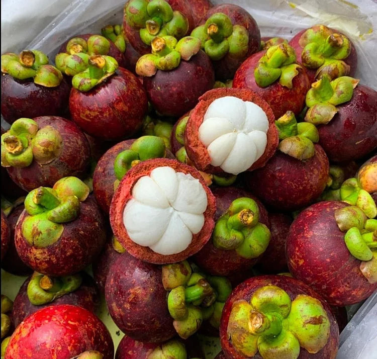 Mangosteen Seeds