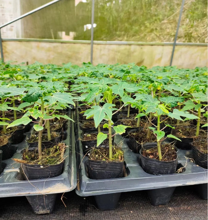 Golden Creamy Papaya Seeds + Plant Growth Supplement Free