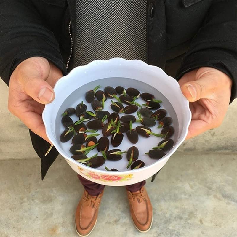 Premium Lotus Flower Seeds
