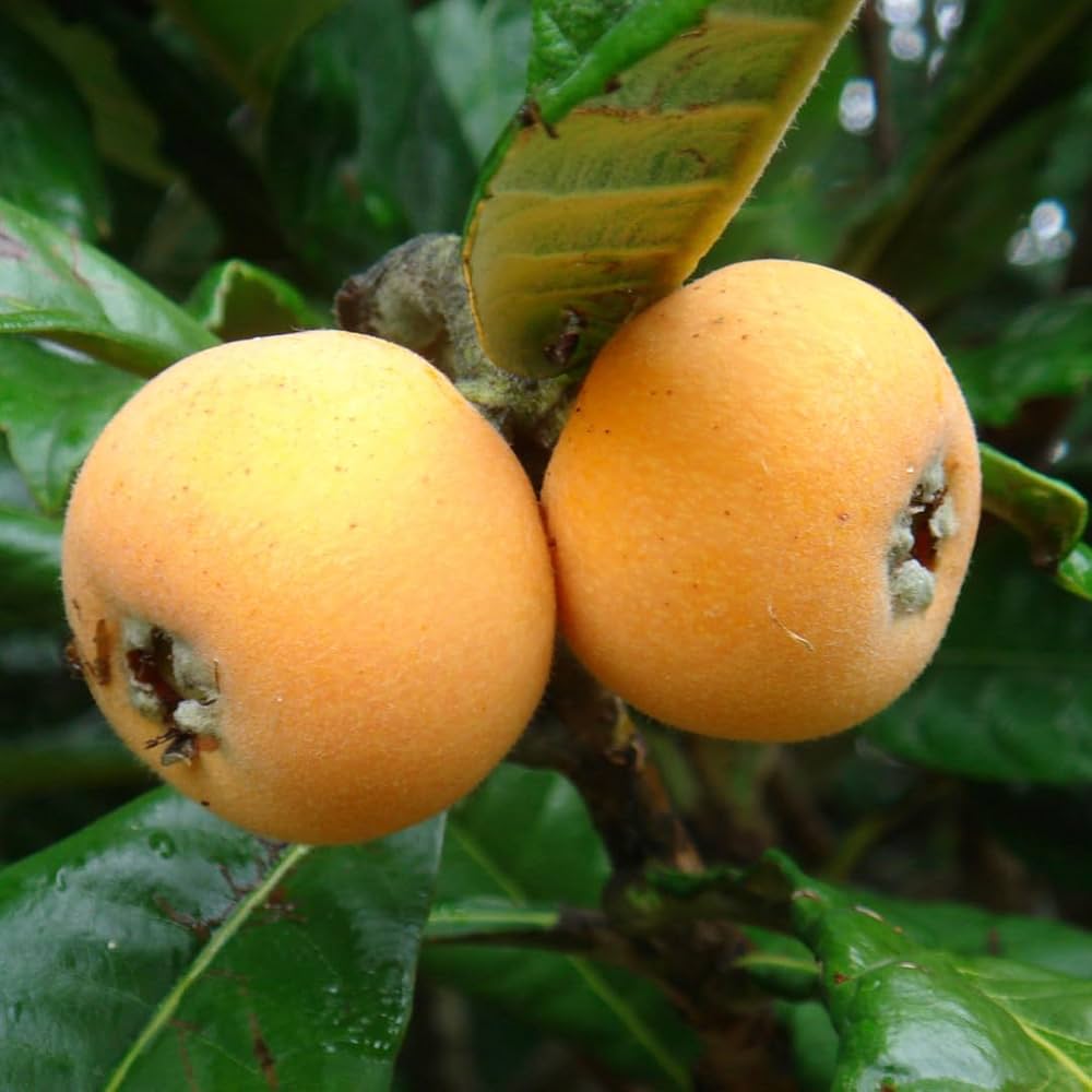 Five-star Loquat Seeds