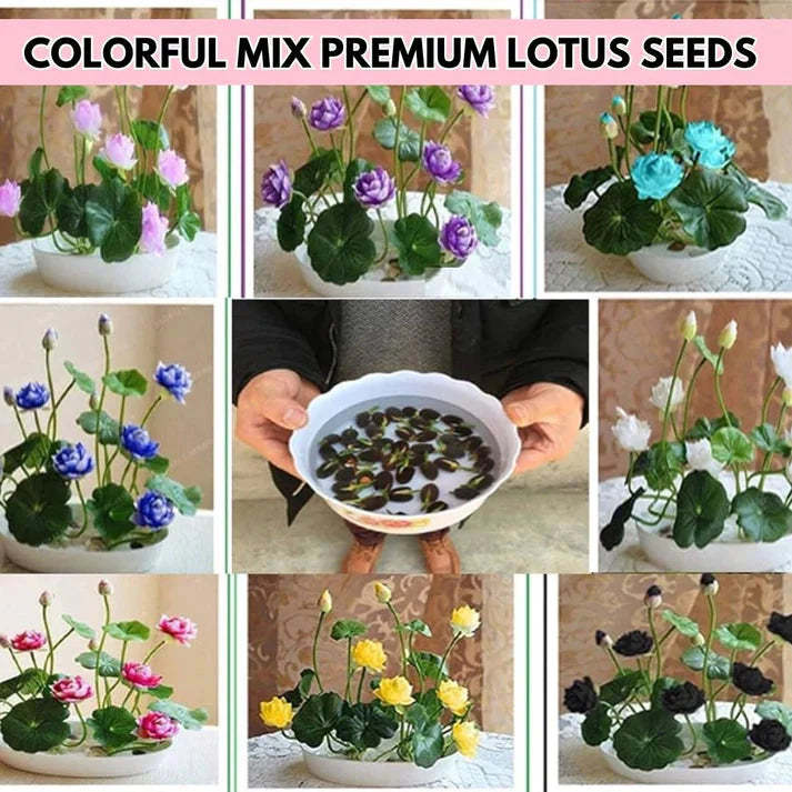 Premium Lotus Flower Seeds