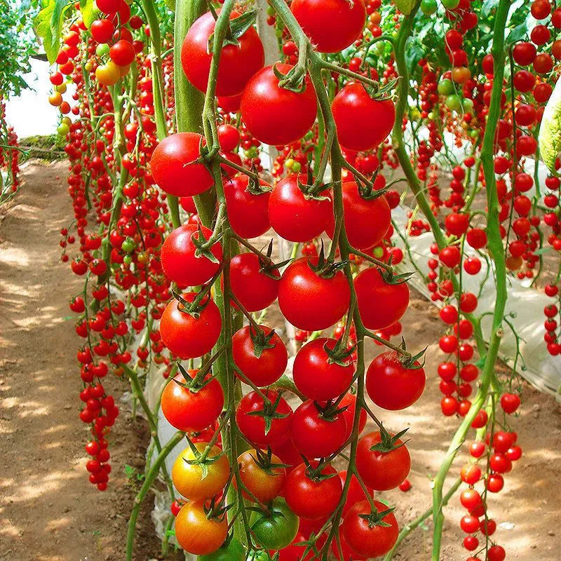 Waterfalls Cherry Tomato