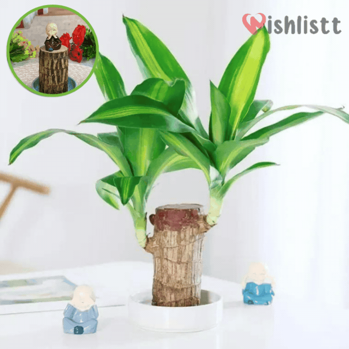 Lucky Brazil Wood Potted Plant