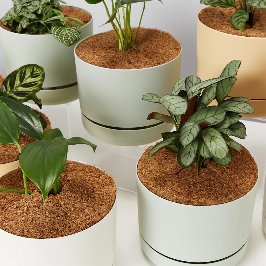 Coconut Fiber Plant Mat (Set of 6)
