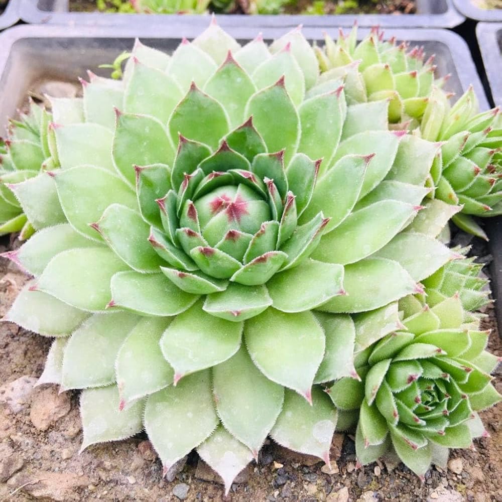 Lakshmi Kamal Vastu Plant