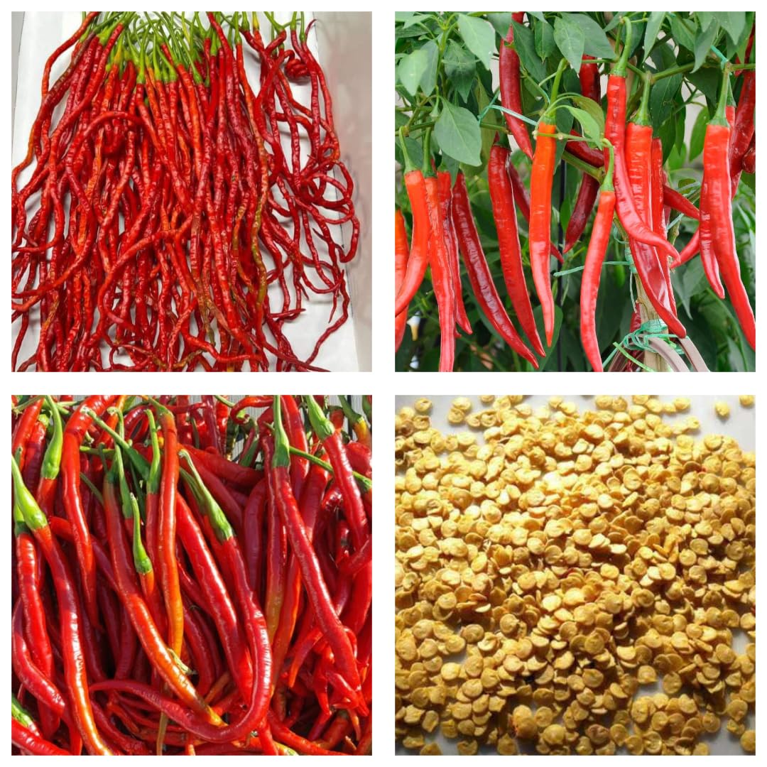 Hybrid Extra Long Chili Seeds