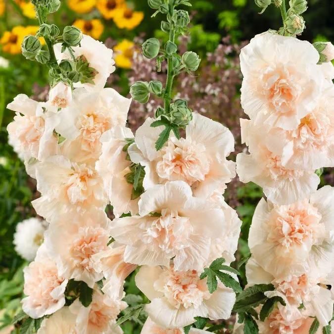 Double Hollyhock Seeds