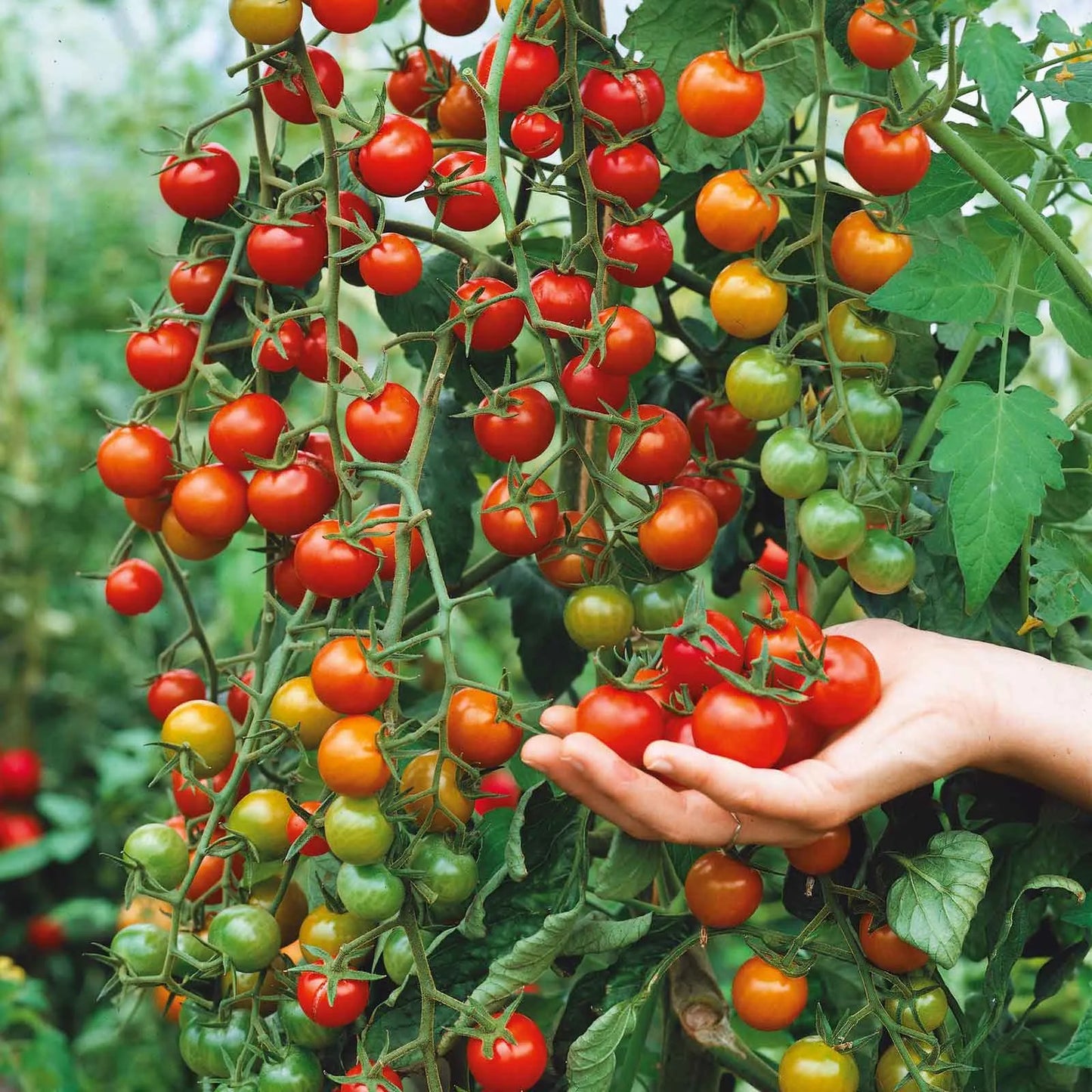 Waterfalls Cherry Tomato