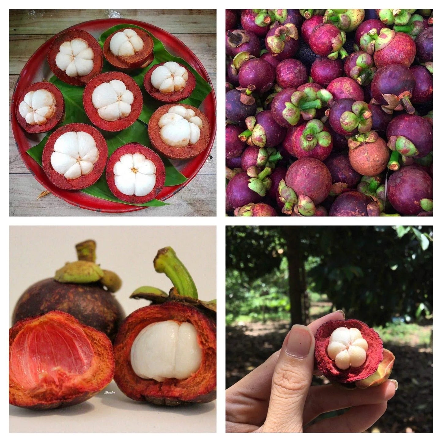 Mangosteen Seeds
