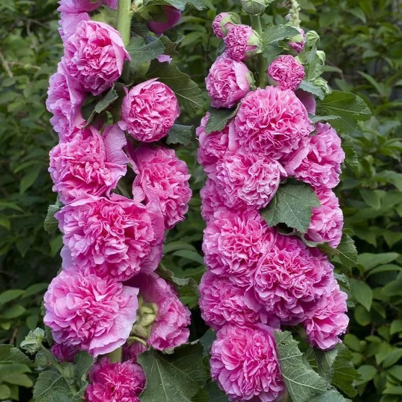 Double Hollyhock Seeds