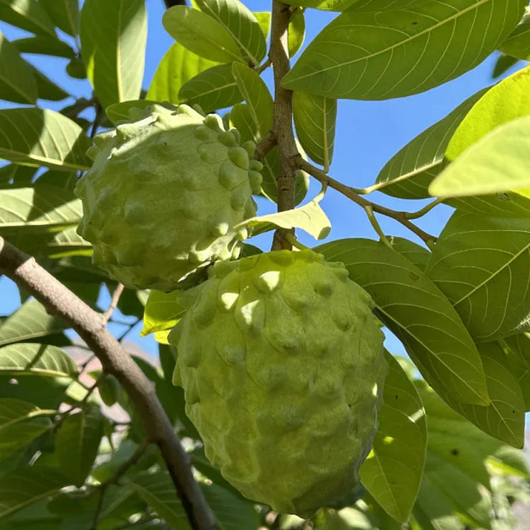 Sugar Apple Seeds