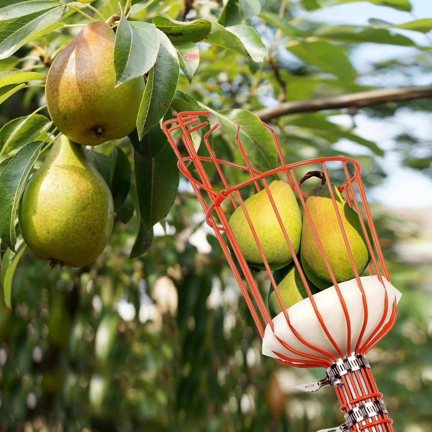 Fruit Catcher Basket
