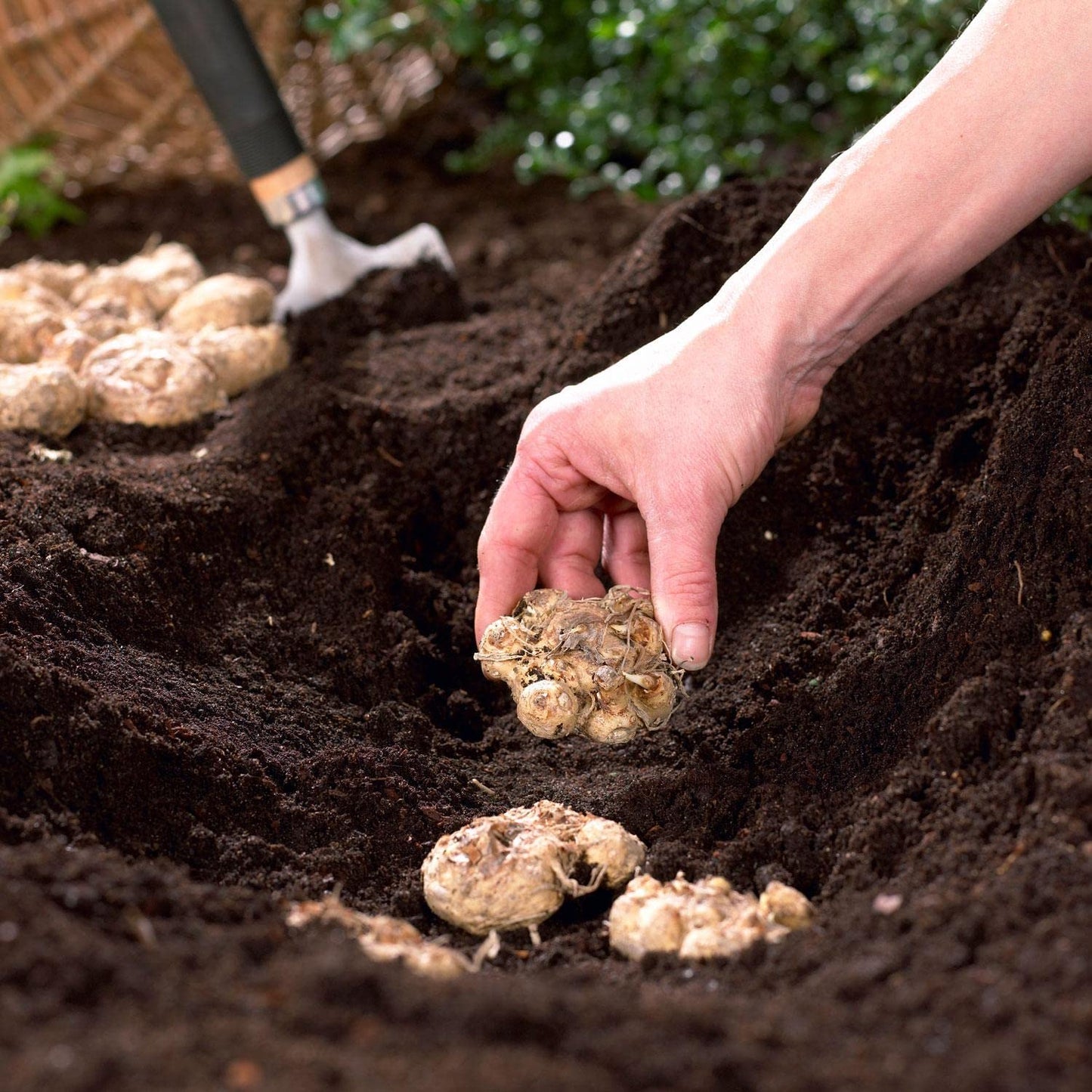 Calla Lily Bulbs Colorful Flowers