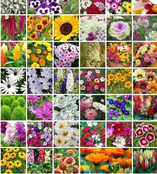 Mixed Perennial Flower Seeds - Over 40 Types Mixed