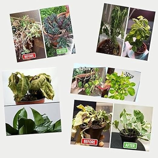 Organic Humic Acid for Plants
