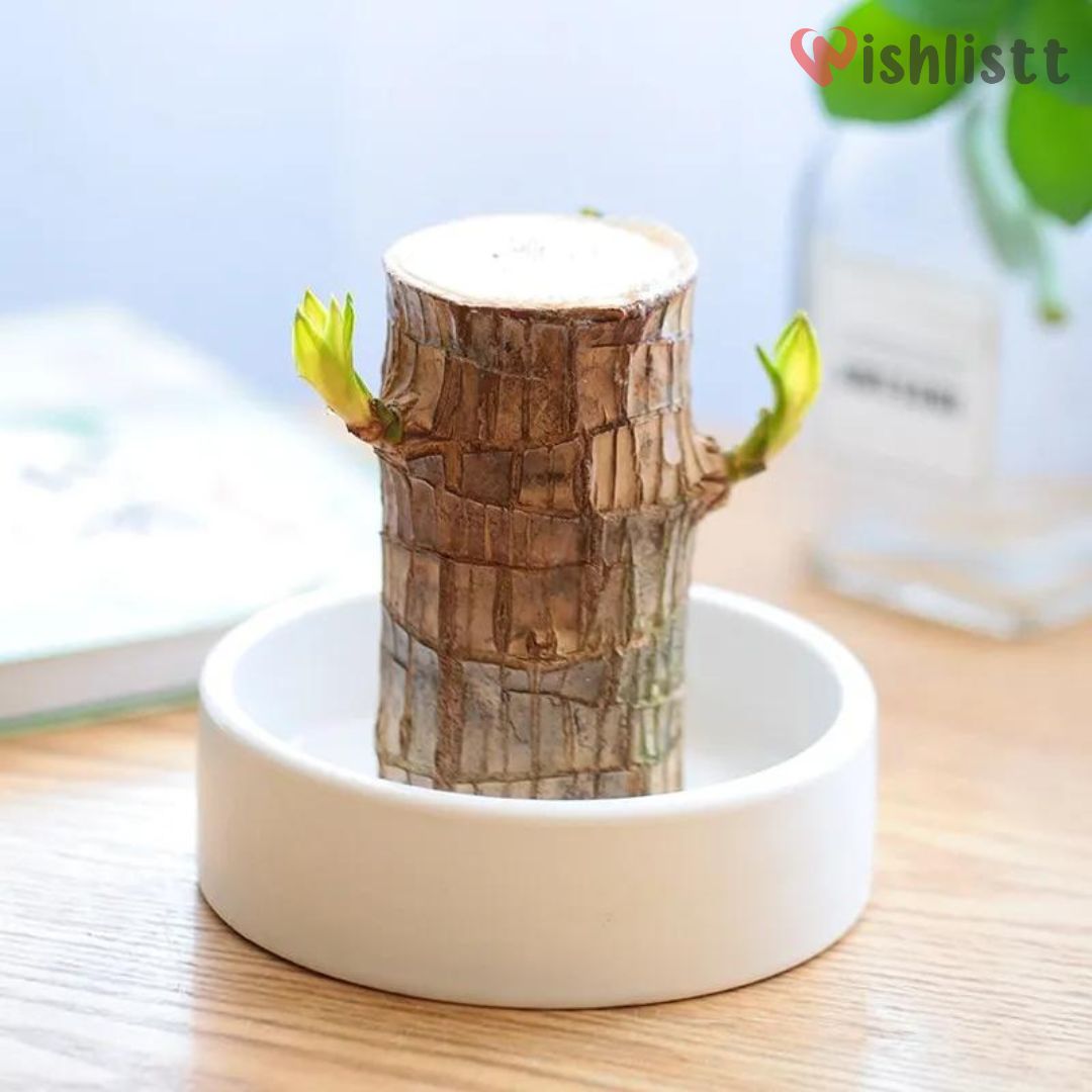 Lucky Brazil Wood Potted Plant