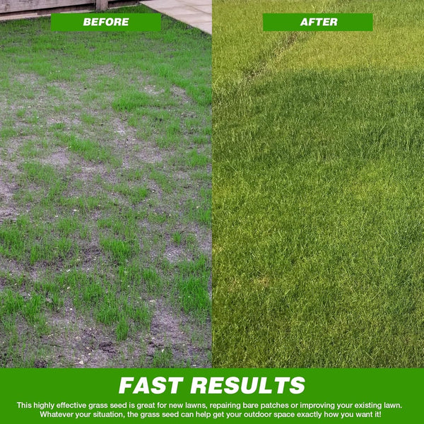 Four Seasons Evergreen Dwarf Grass Seeds (Buy 1 Get 1 Free) + Free Fertilizer Inside