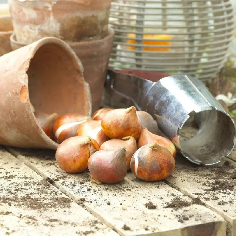 Tulip Bulbs