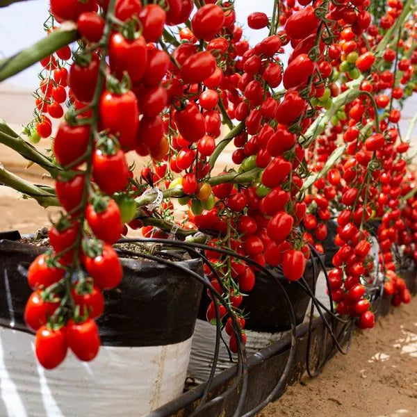 Waterfalls Cherry Tomato