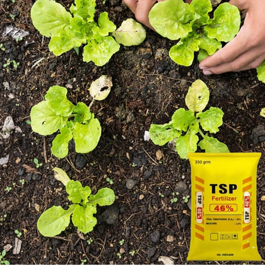 Super Triple Phosphate Fertilizer