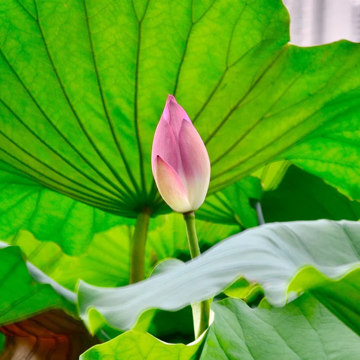 Premium Lotus Flower Seeds