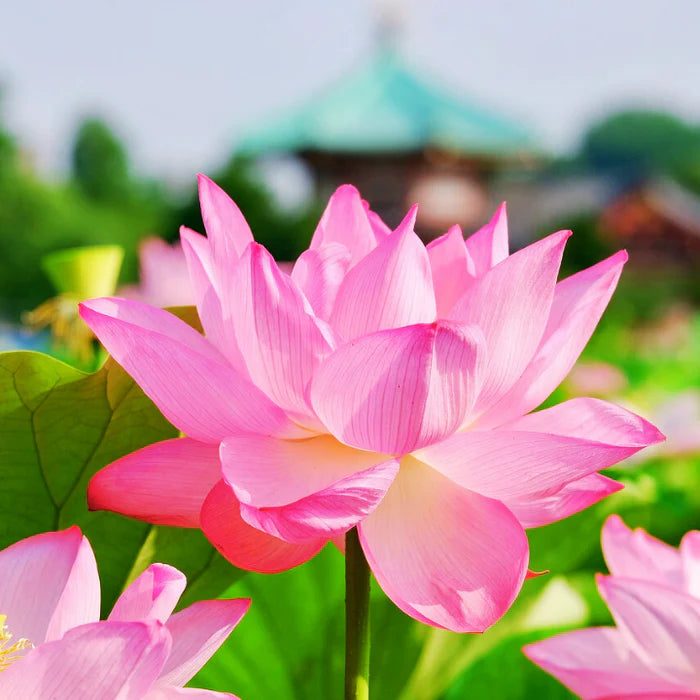 Premium Lotus Flower Seeds