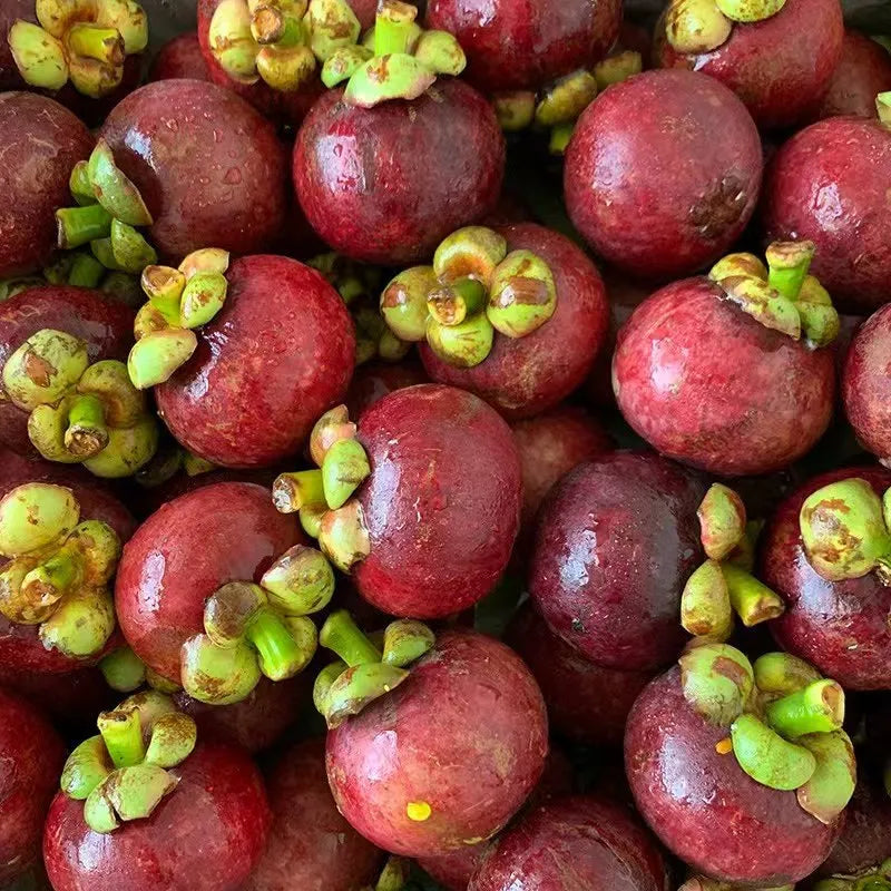 Mangosteen Seeds
